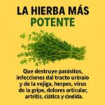 Los Poderosos Beneficios del Tomillo: La Hierba Natural que Cura y Previene