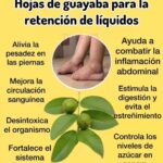 Beneficios del Té de Hojas de Guayaba: Un Remedio Natural para tu Salud