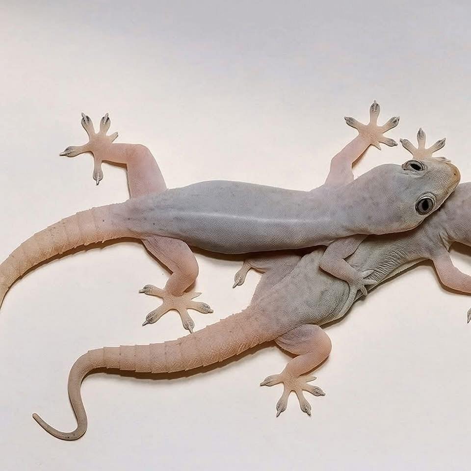 Lagartijas sobre una superficie blanca