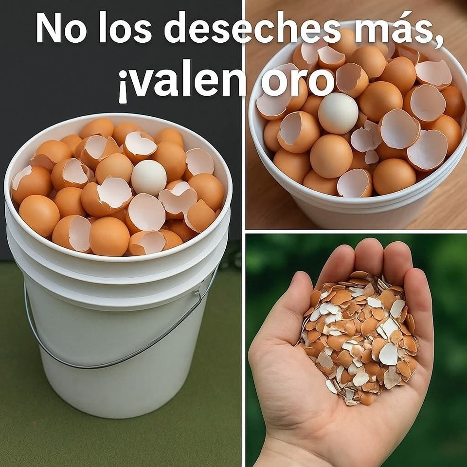 Cáscaras de huevo en diferentes recipientes