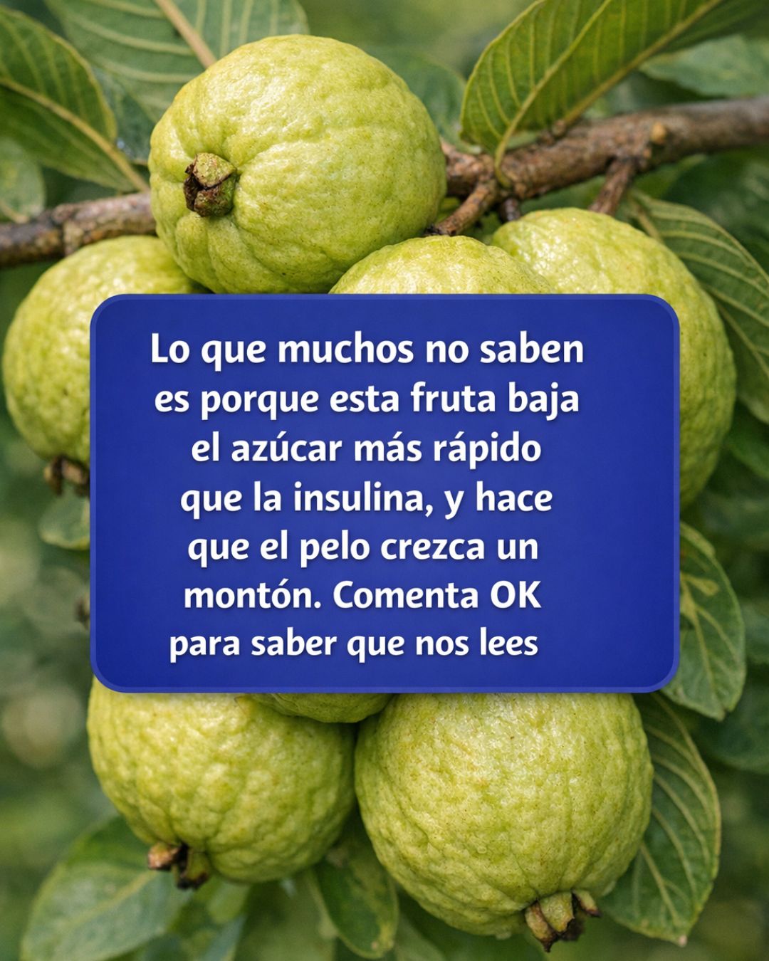 Guayabas en un árbol