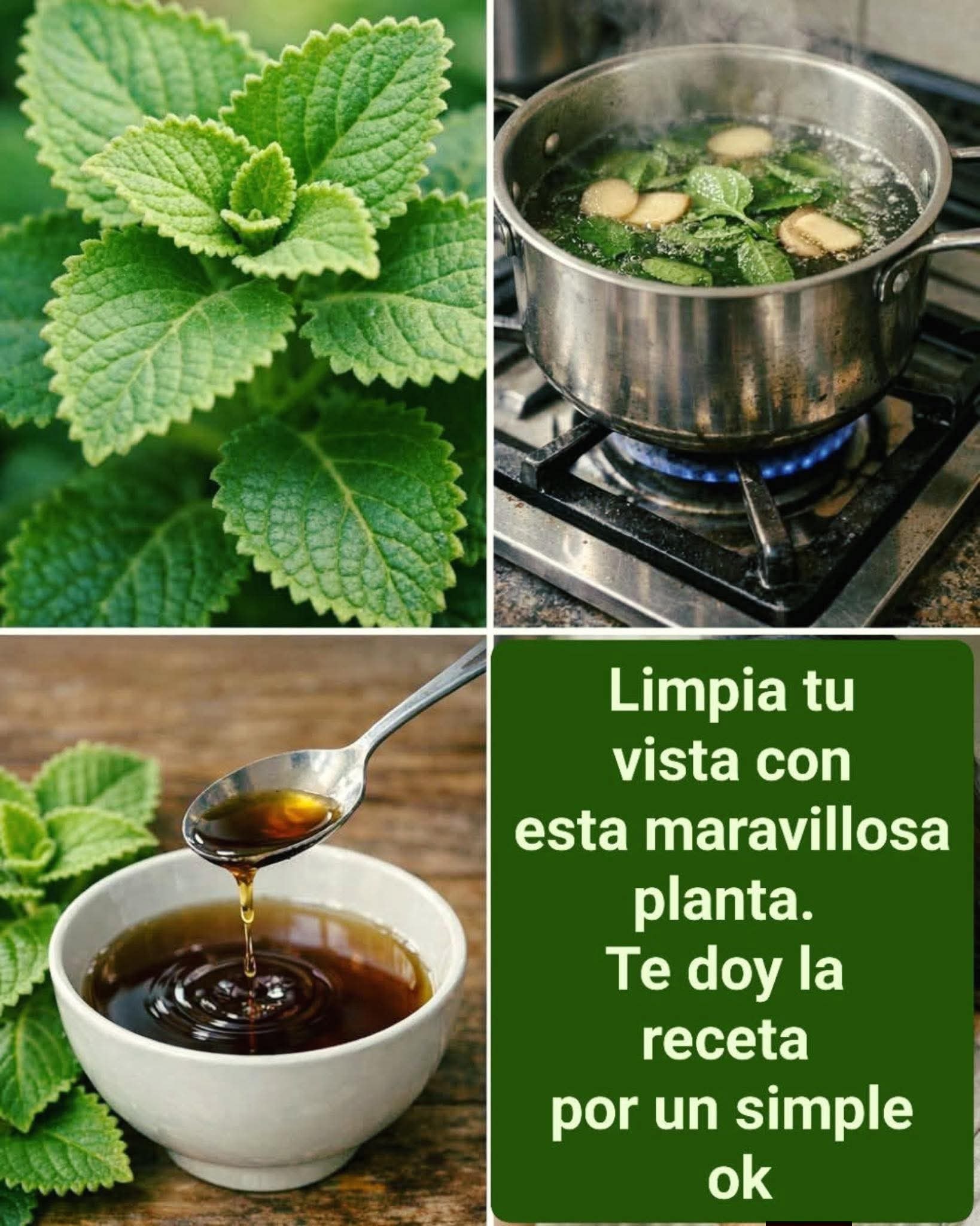Infusión de orégano