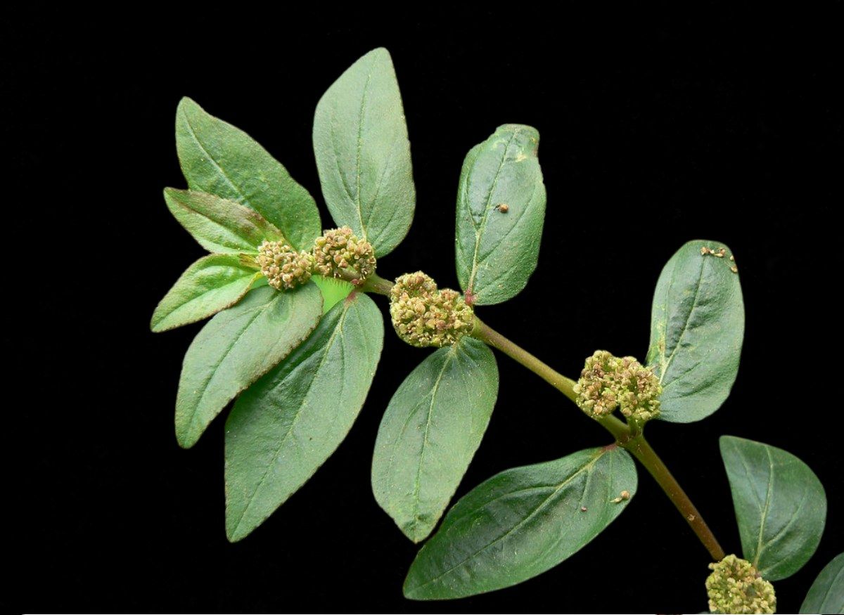 Euphorbia hirta