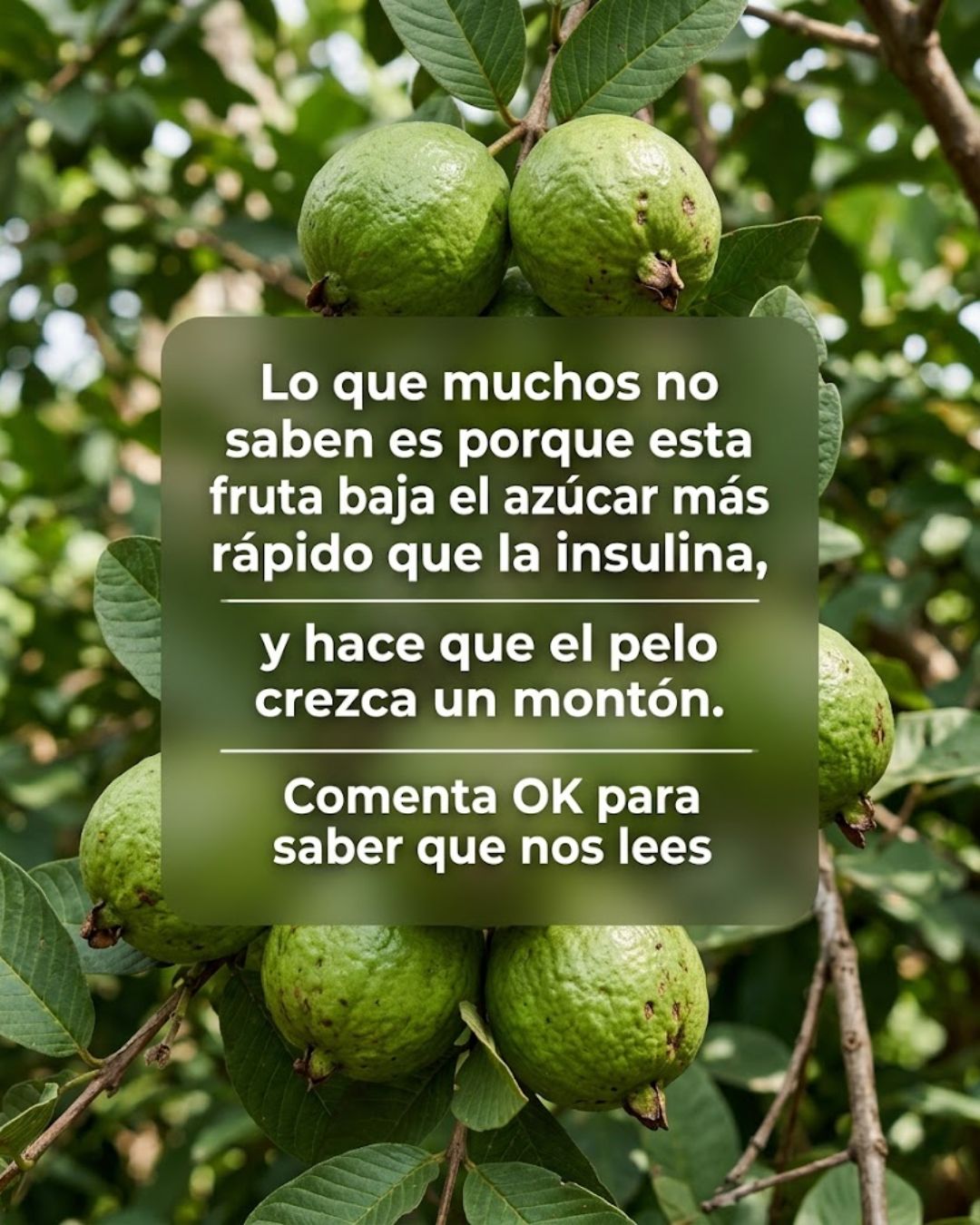 Guayabas en un árbol