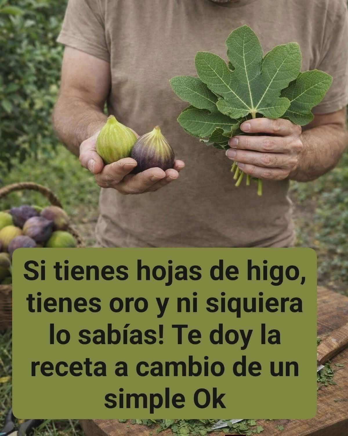 Hojas de Higo