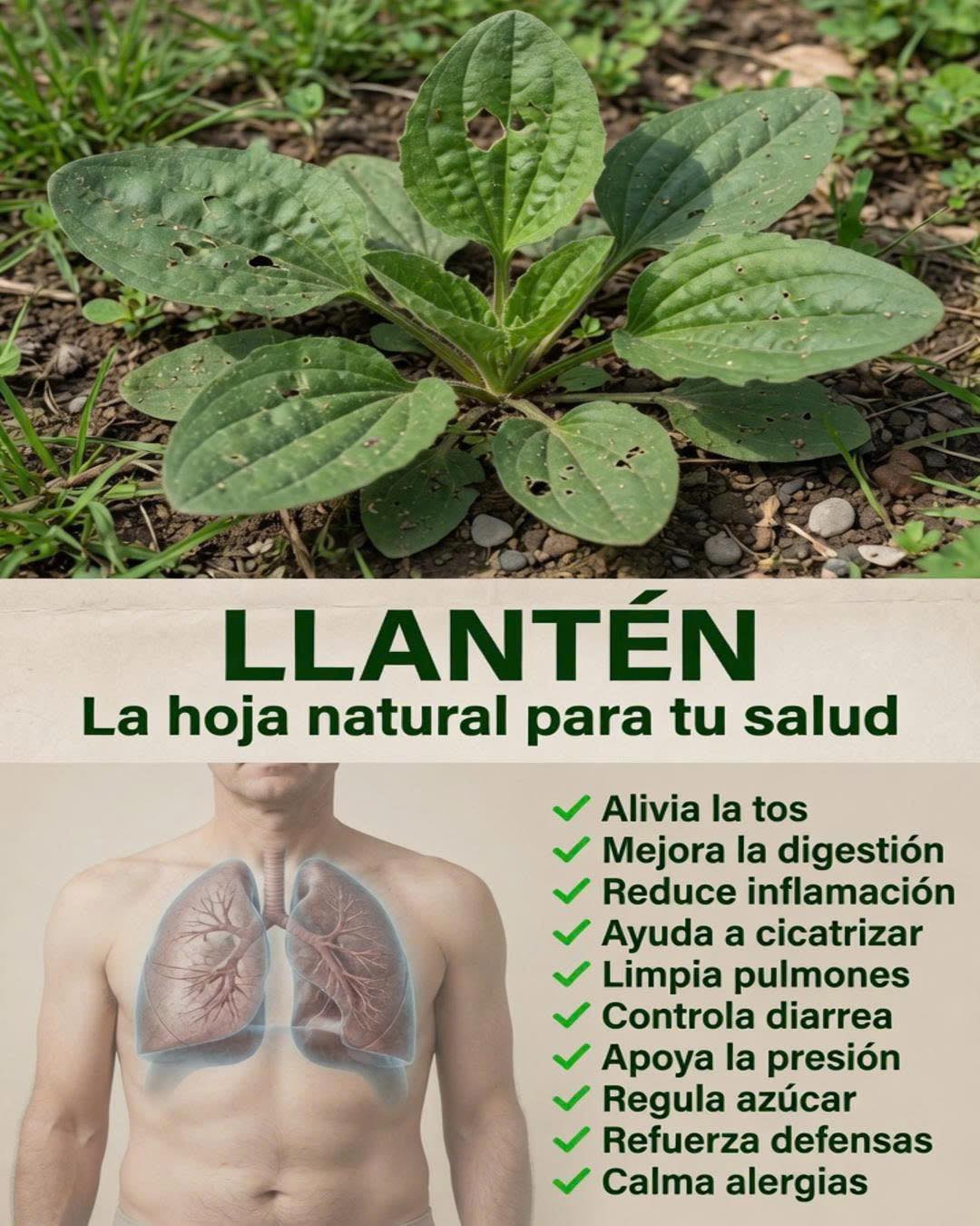 Planta de Llantén con beneficios para la salud
