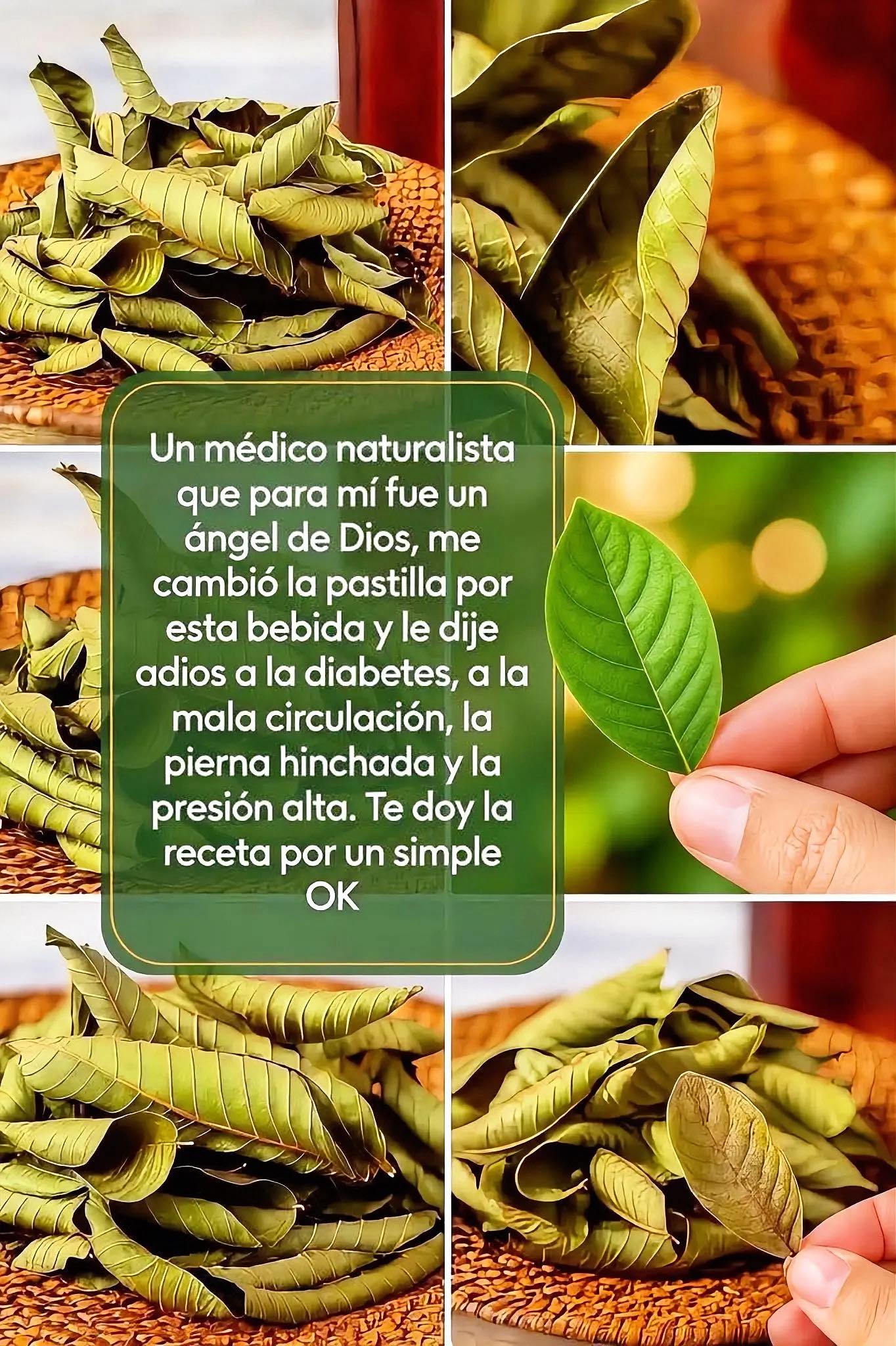 Hojas de Guayaba en Canasta