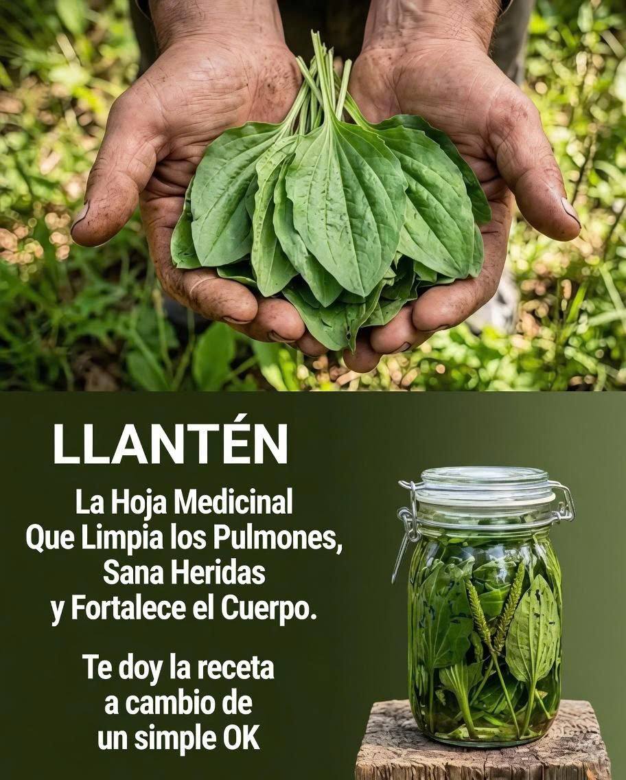 Llantén hoja medicinal