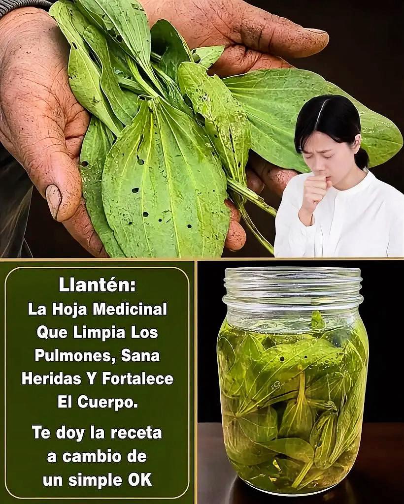 Hojas de llantén