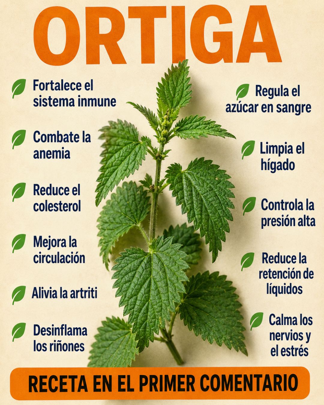 Ortiga planta