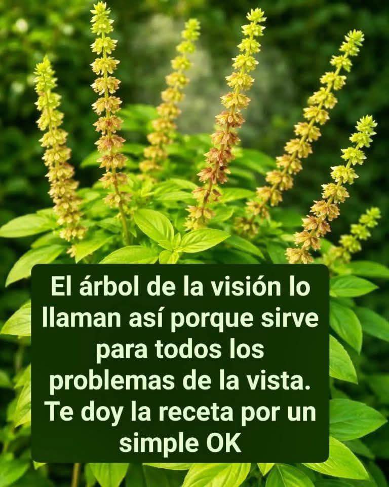 Planta de albahaca y chía