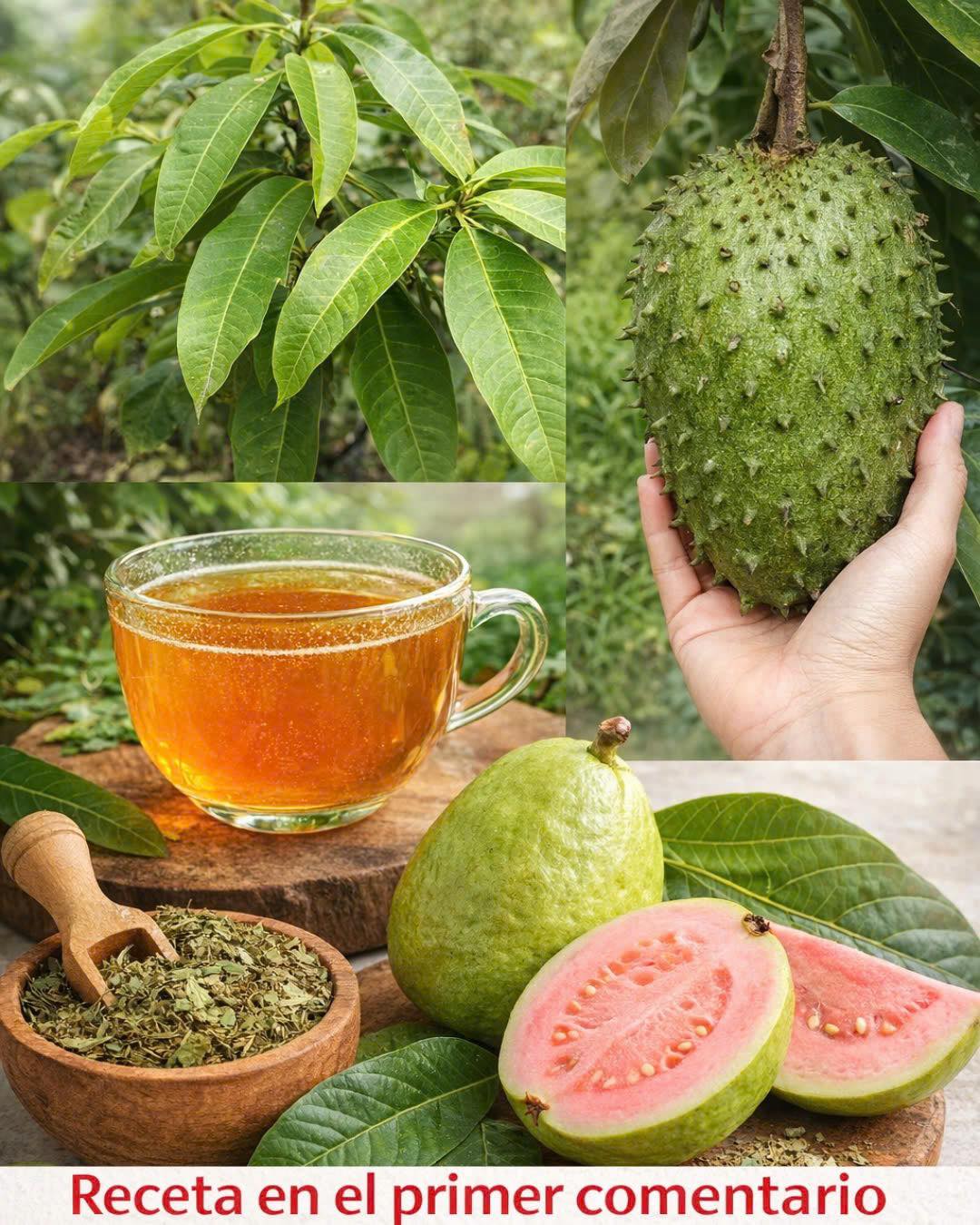 Hojas para Infusión