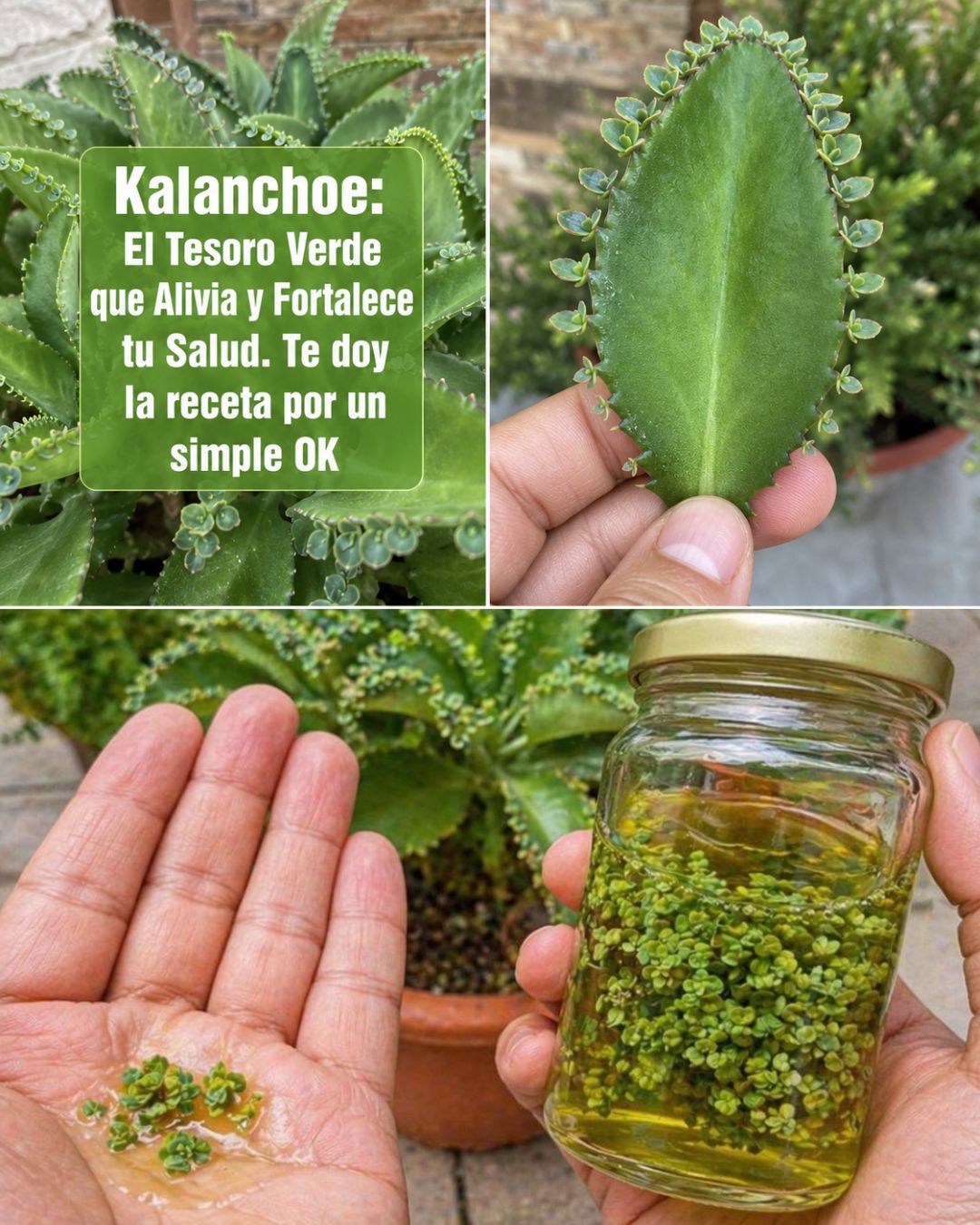 Kalanchoe