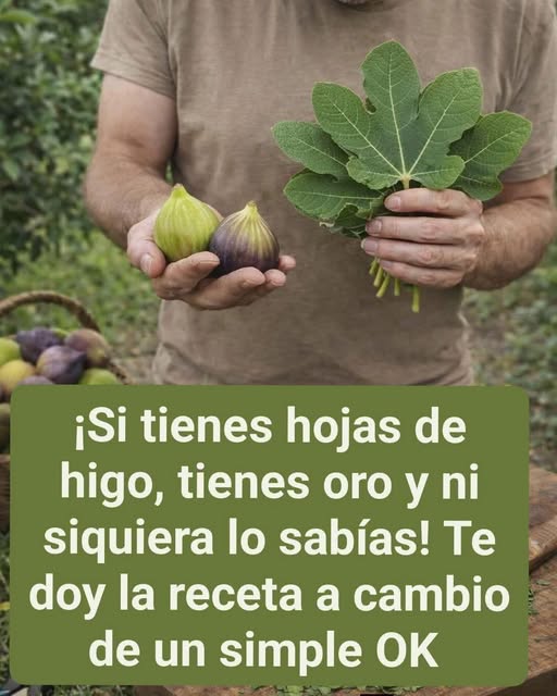 Hojas de higo y higos