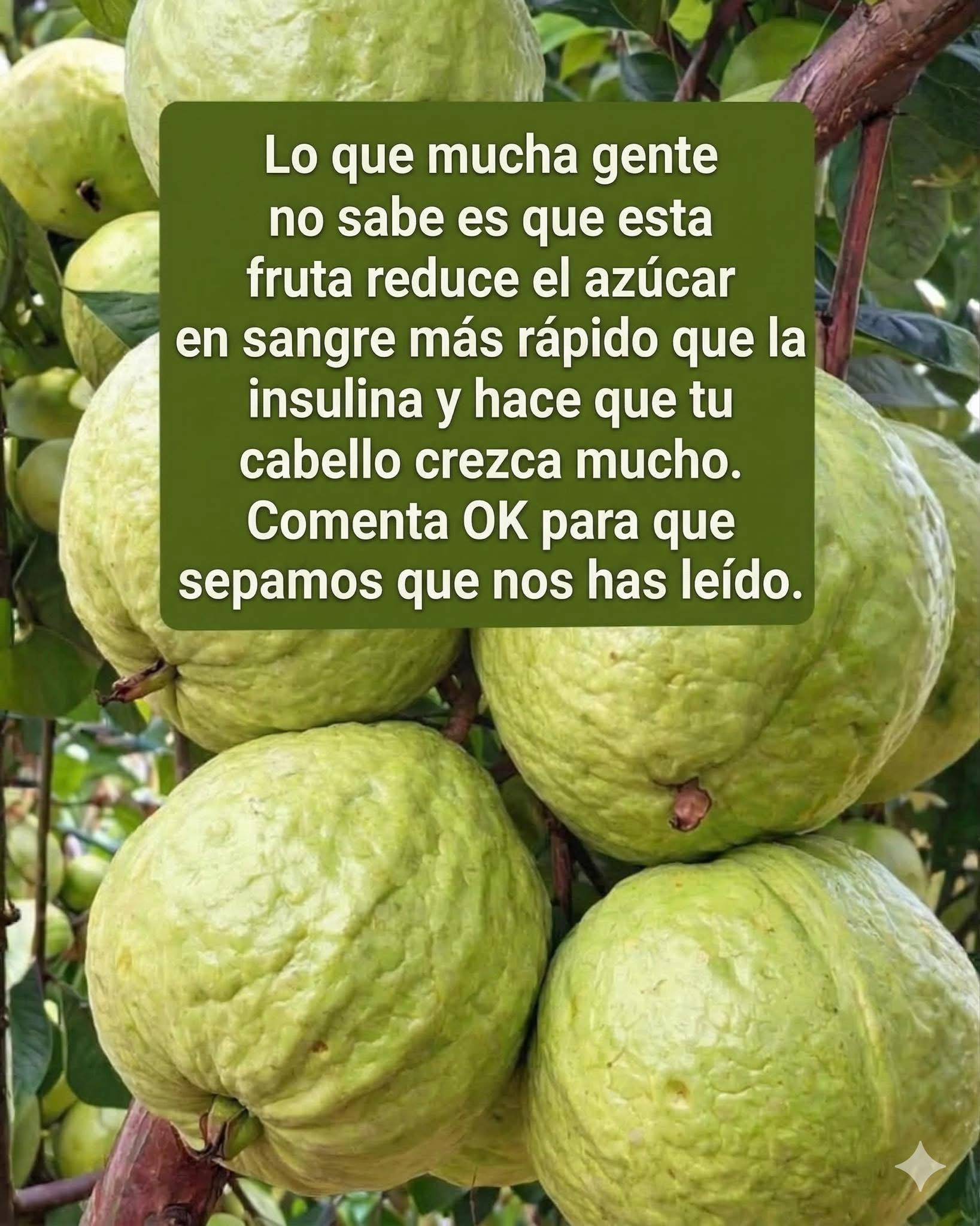 Guayabas en un árbol