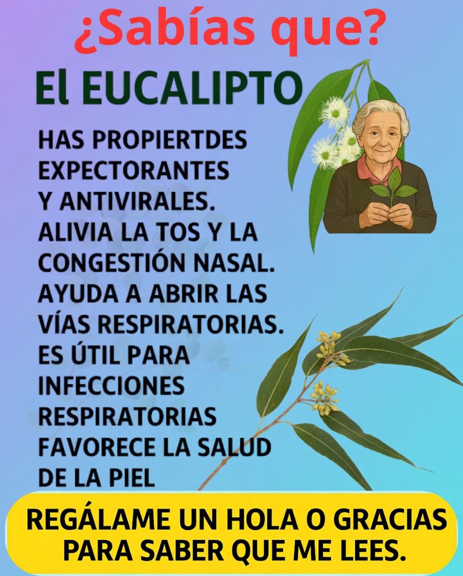 Imagen informativa sobre el eucalipto