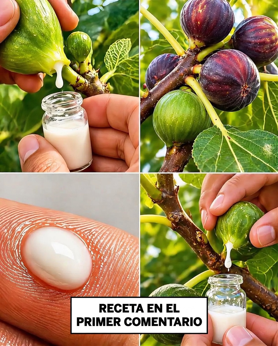 Extracción de savia de higo