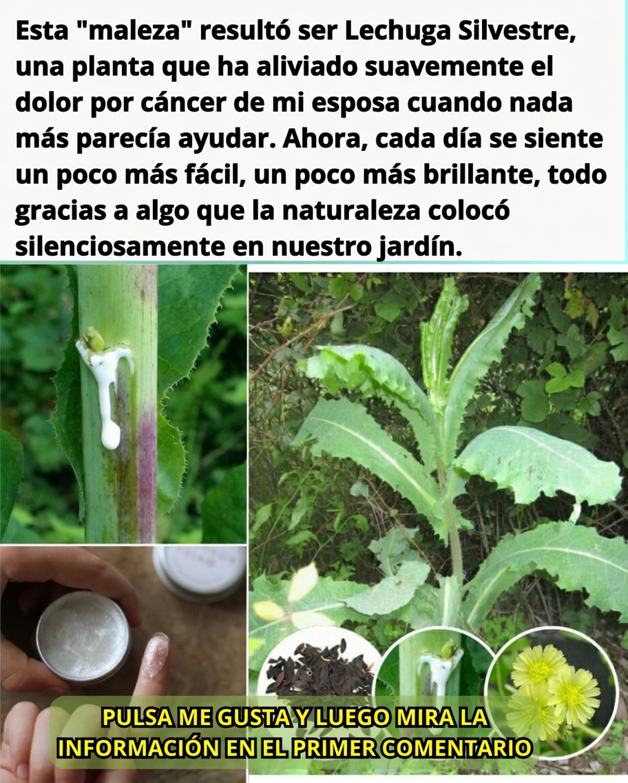 Lechuga Espinosa