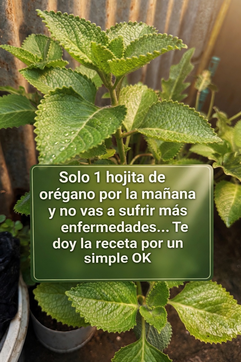 Orégano Orejón
