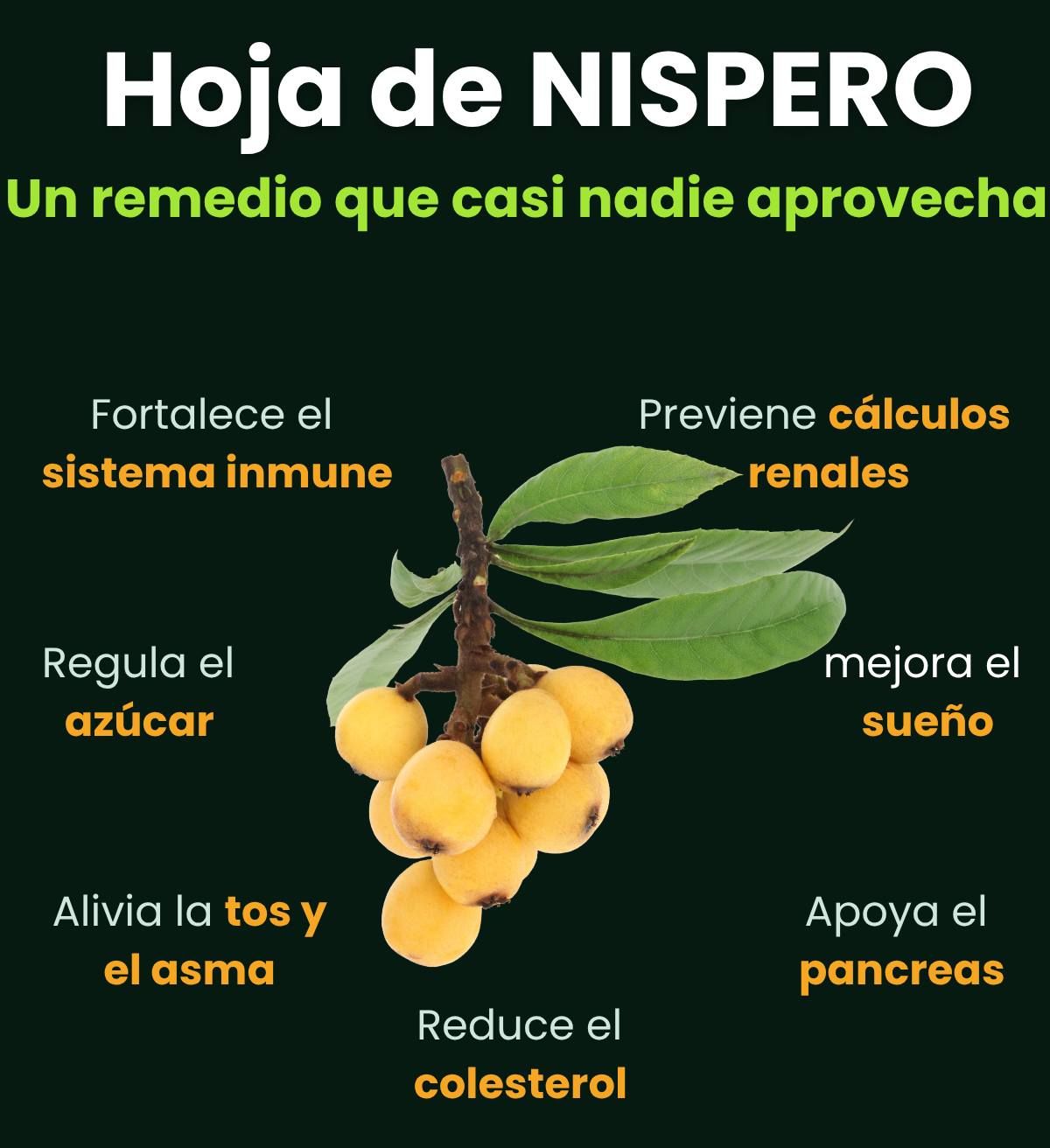 Hojas de Níspero y sus beneficios