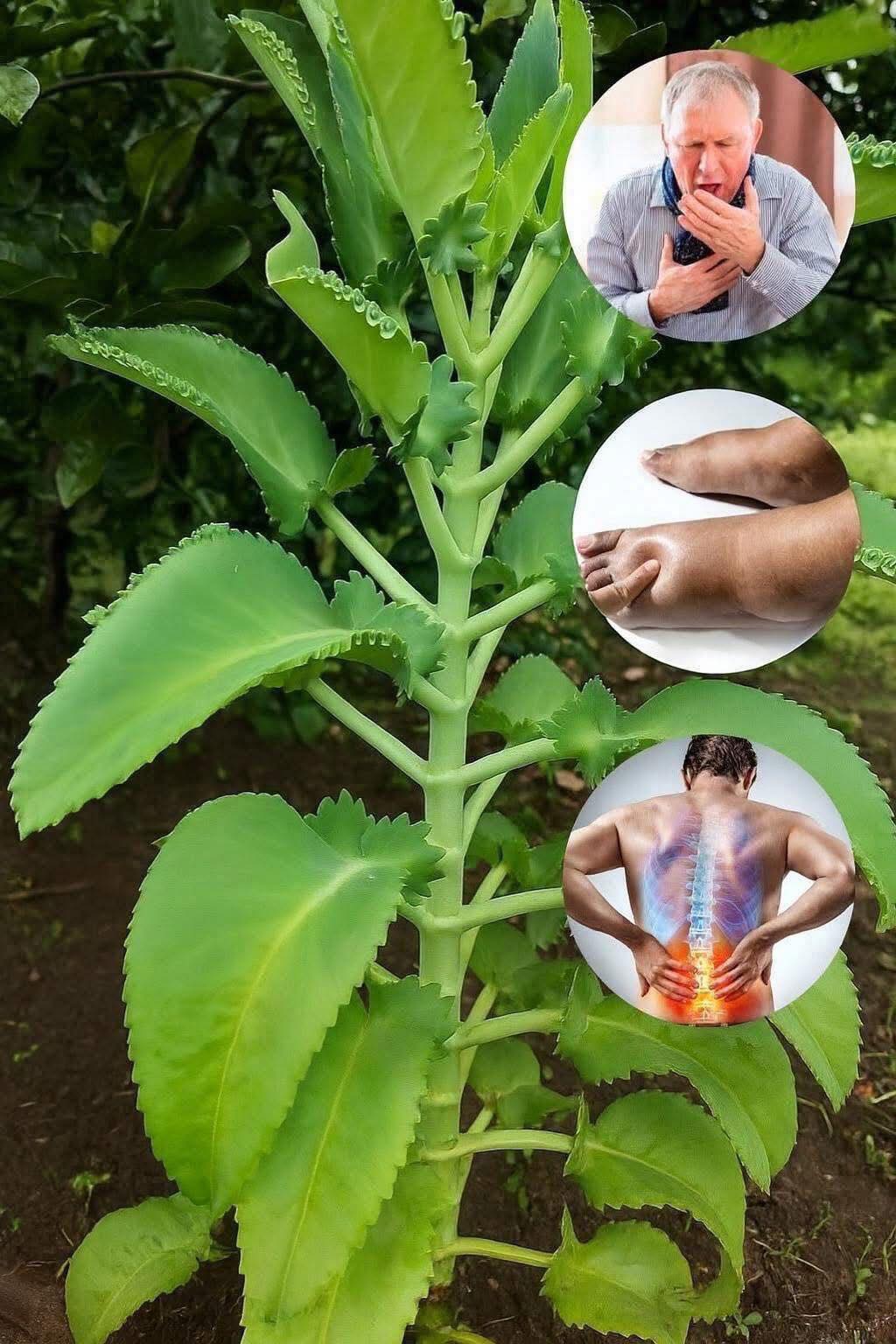 Kalanchoe planta medicinal