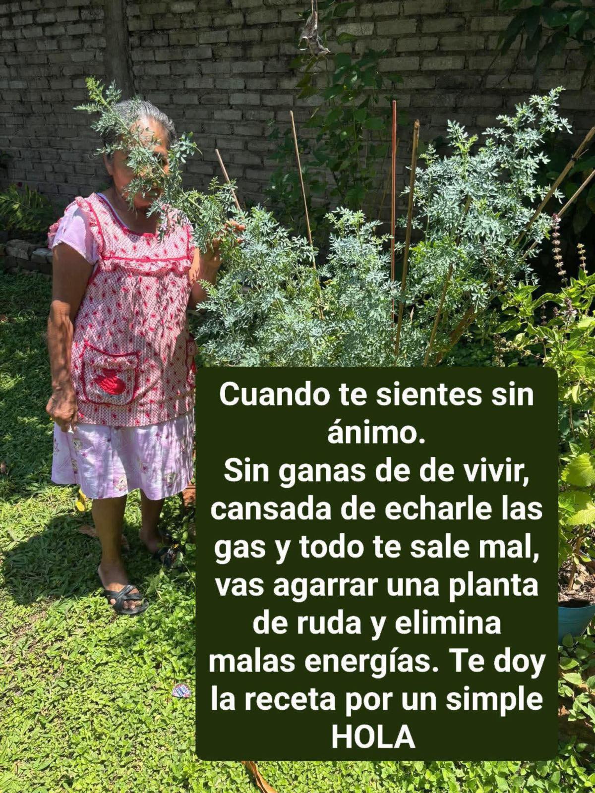 Persona sosteniendo planta de ruda en un jardín