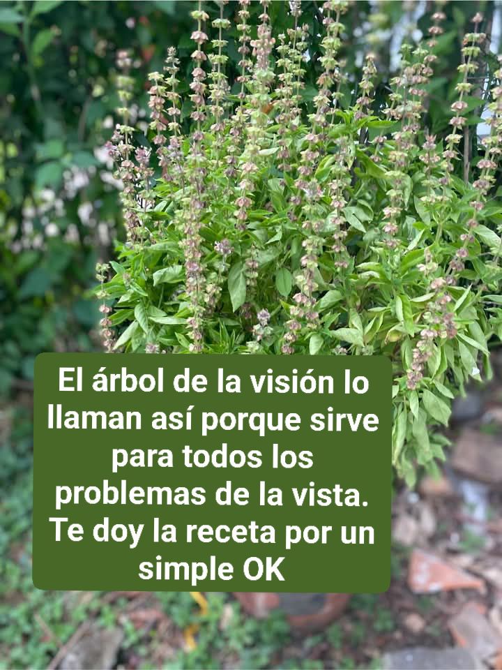 Albahaca Morada