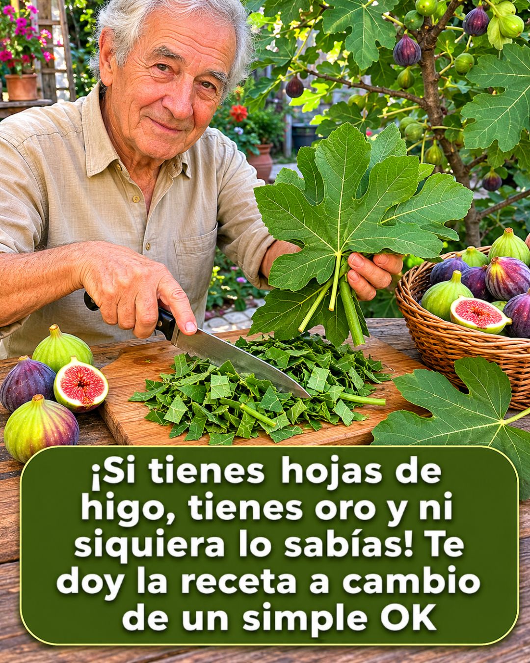 Hojas de Higuera
