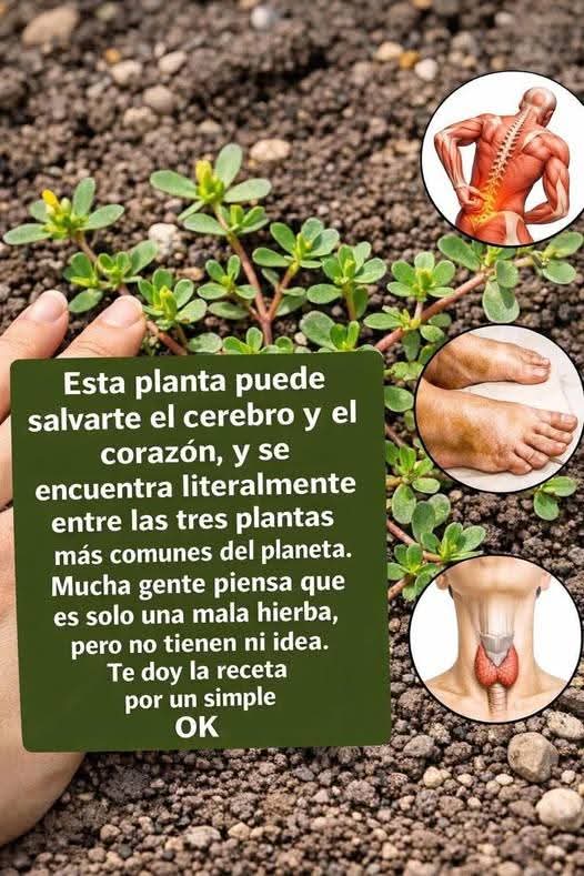 Imagen de Verdolaga