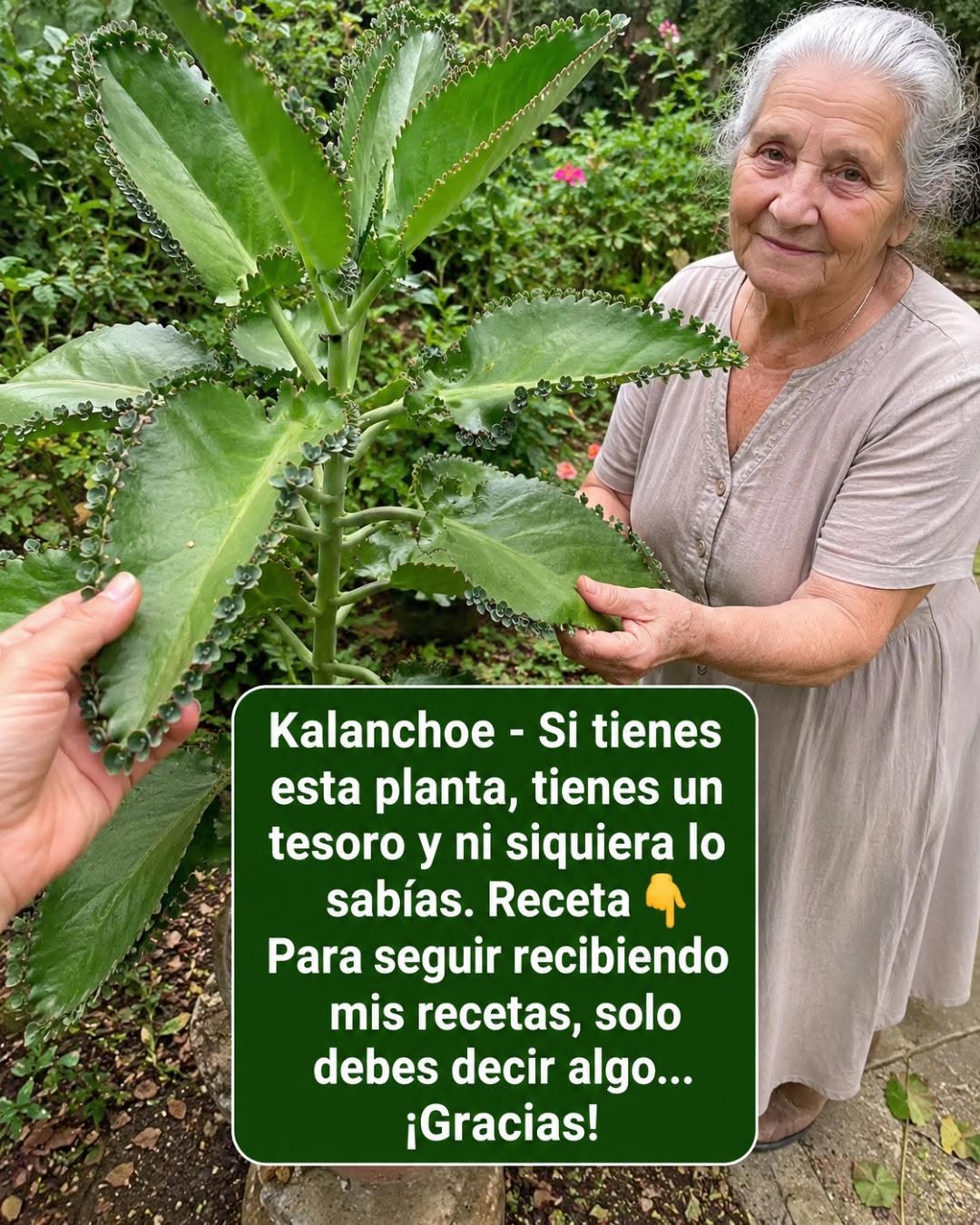 Planta Kalanchoe