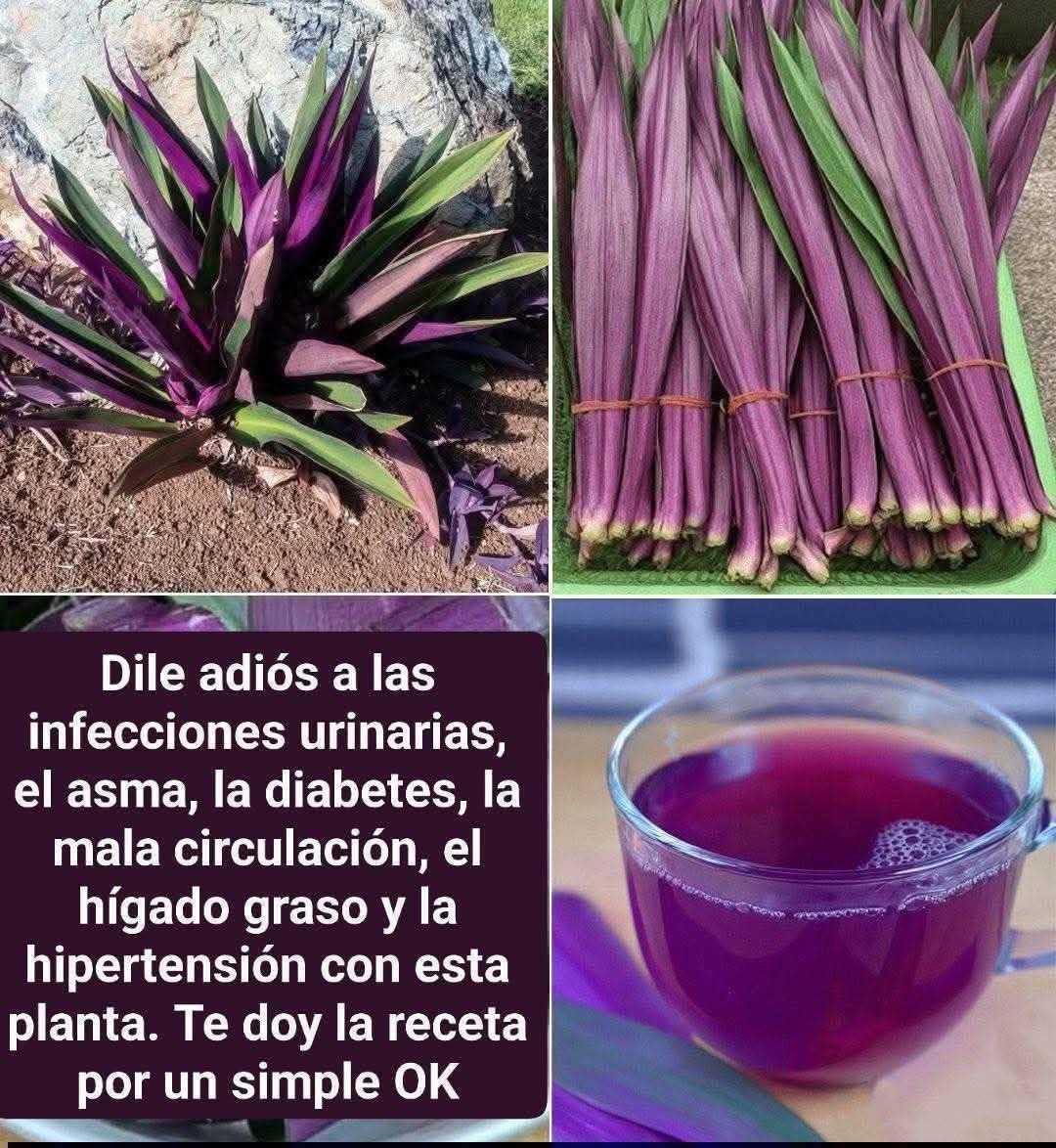 Hoja Morada