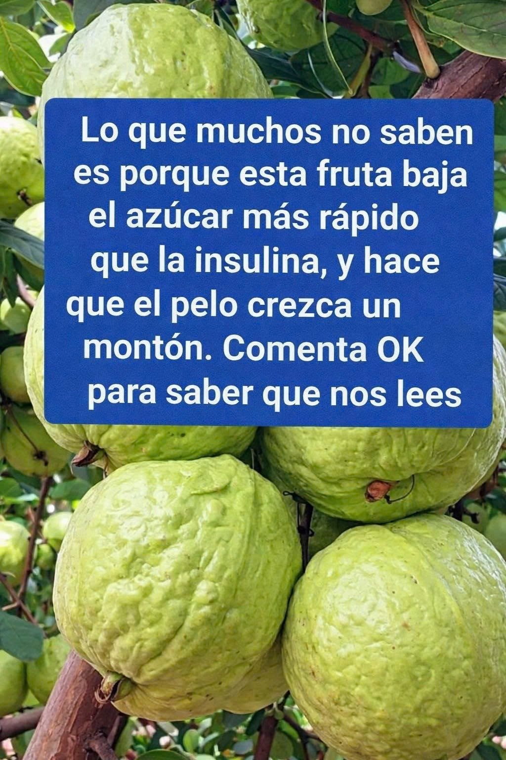 Guayabas en el árbol
