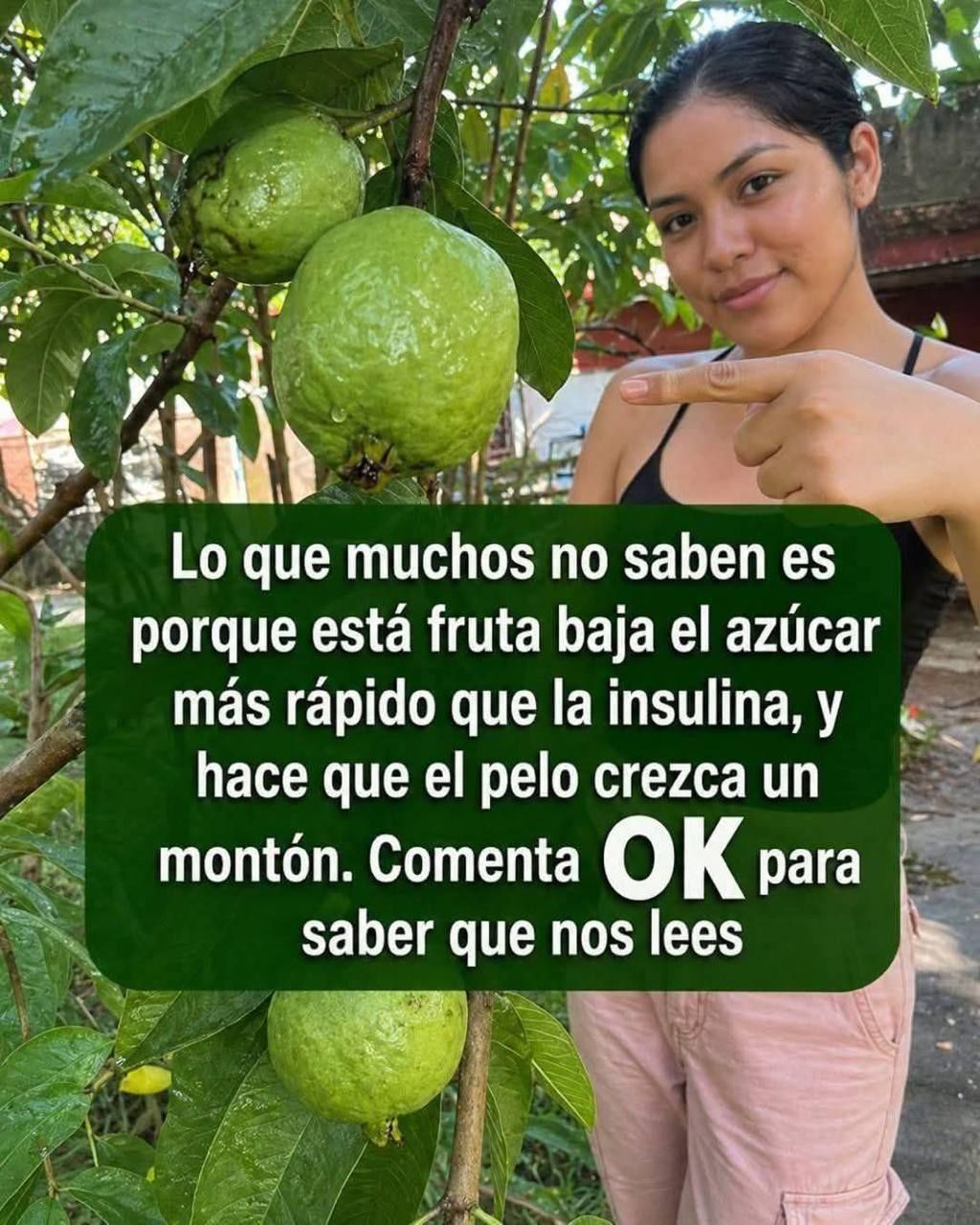 Guayaba en un árbol