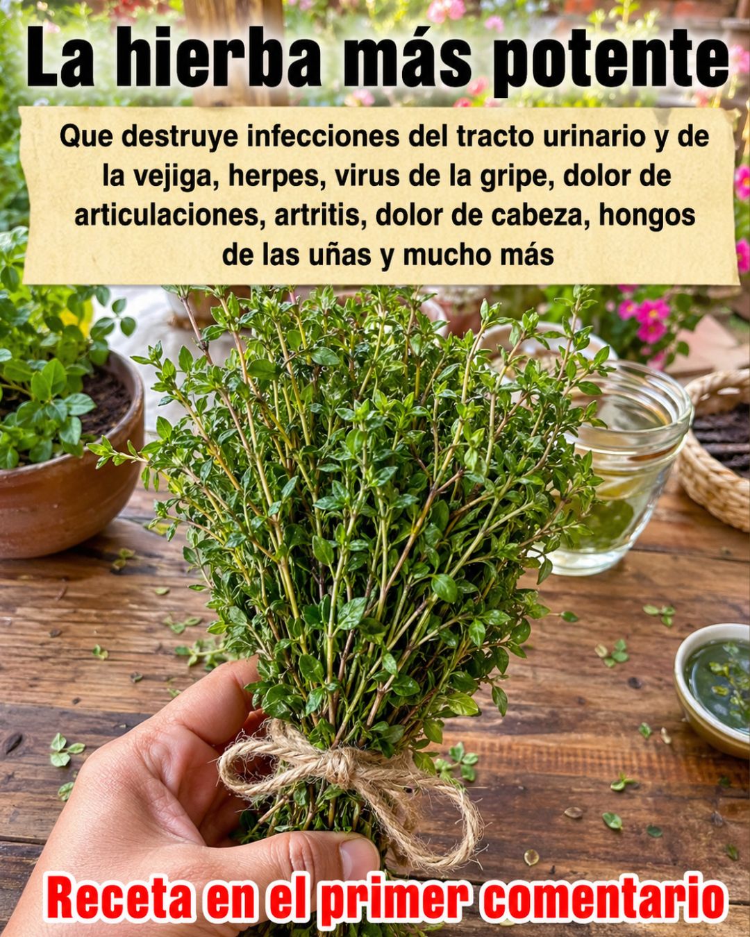 Tomillo Hierba Medicional