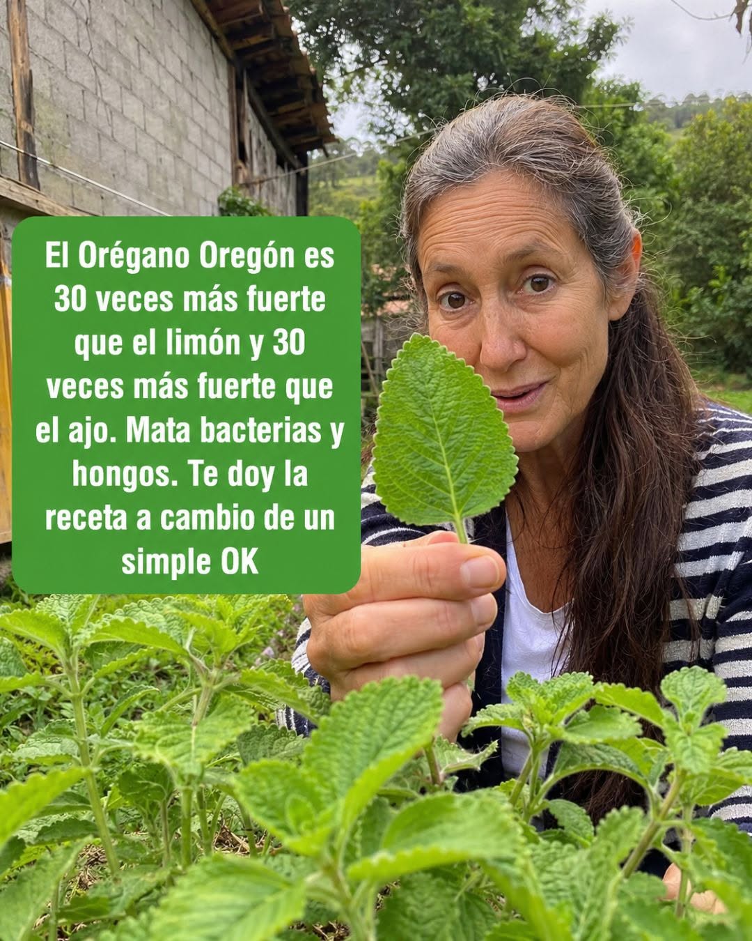 Orégano Oregón en una infusión
