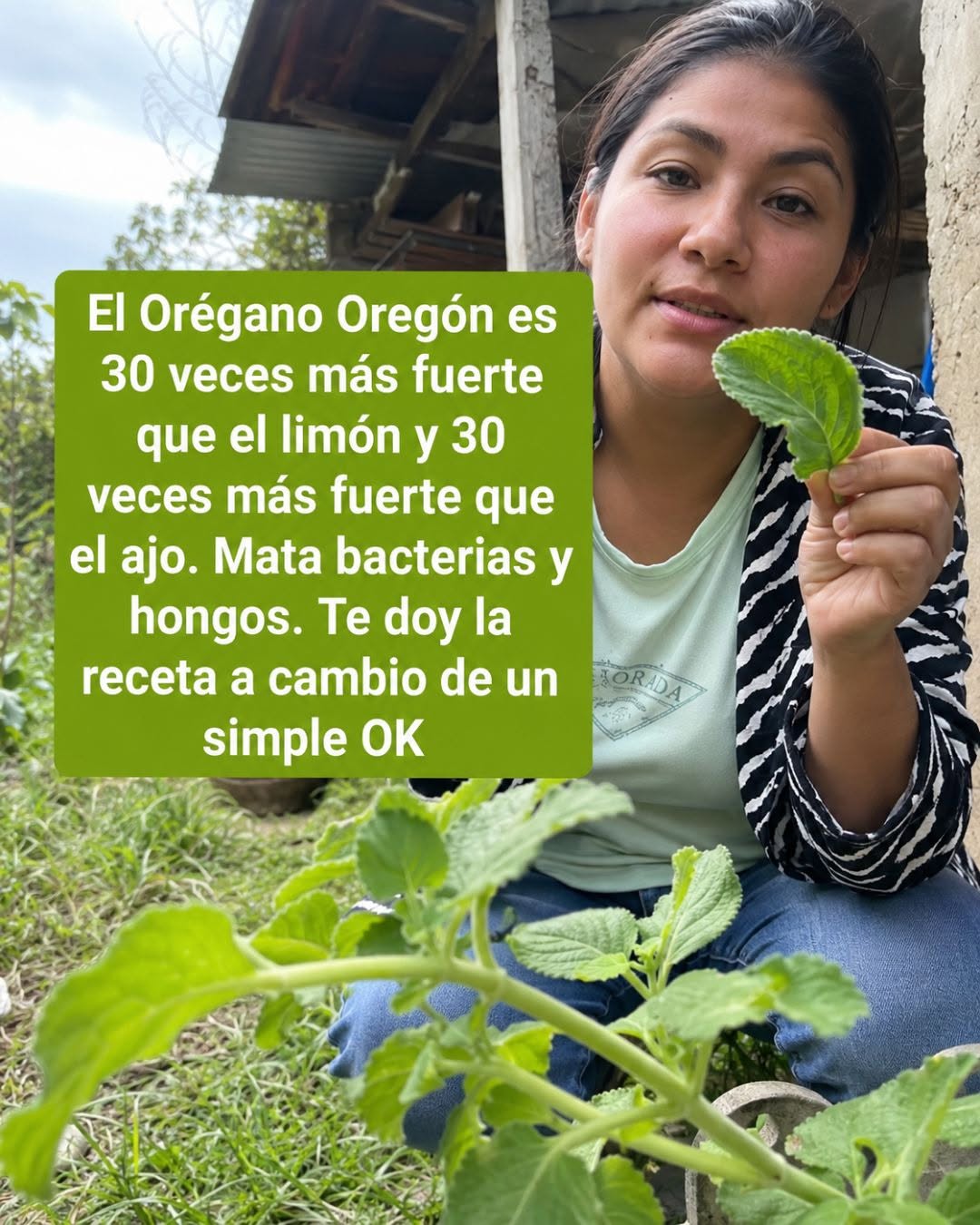 Infusión de Ajo y Orégano