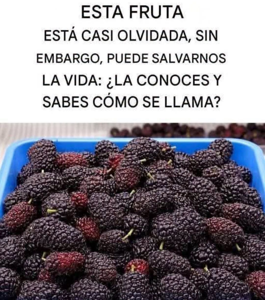 Bandeja de moras frescas