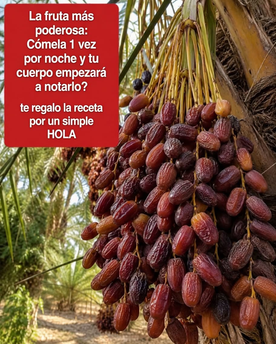 Racimos de dátiles en palmera