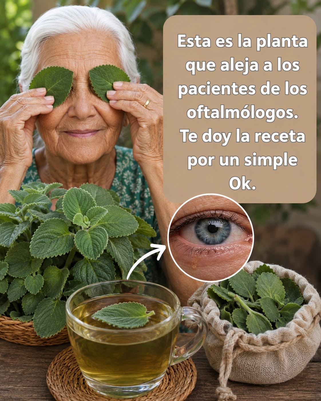 Orégano orejón en infusión