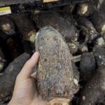 Ingredientes naturales que ayudan a calmar el dolor muscular y articular
