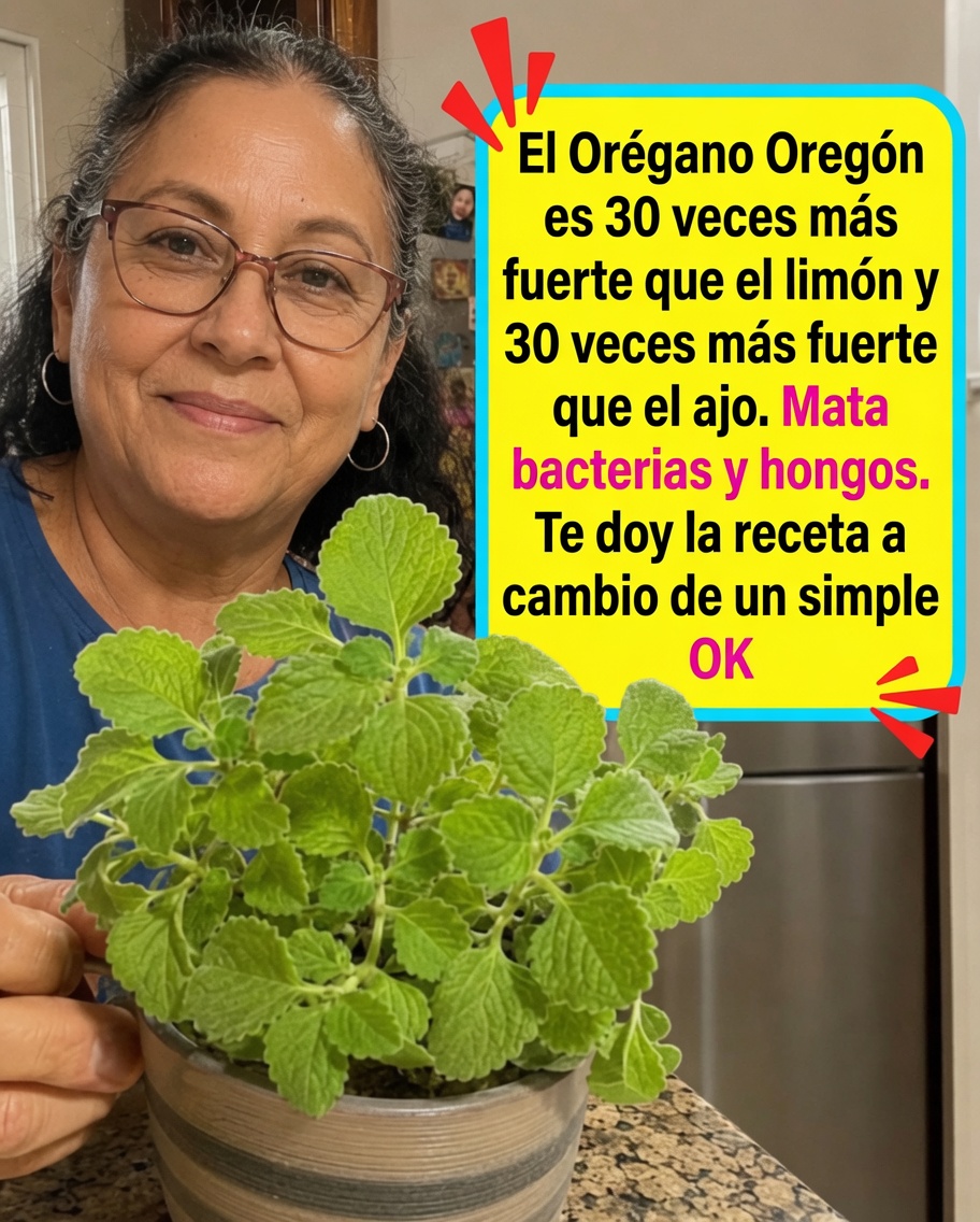 Planta de Orégano de Oregón
