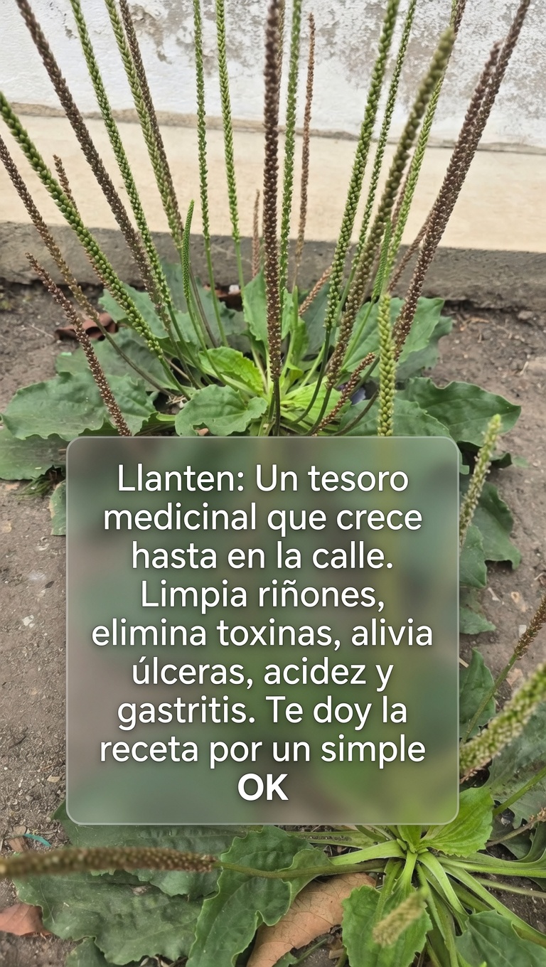 Planta de llantén