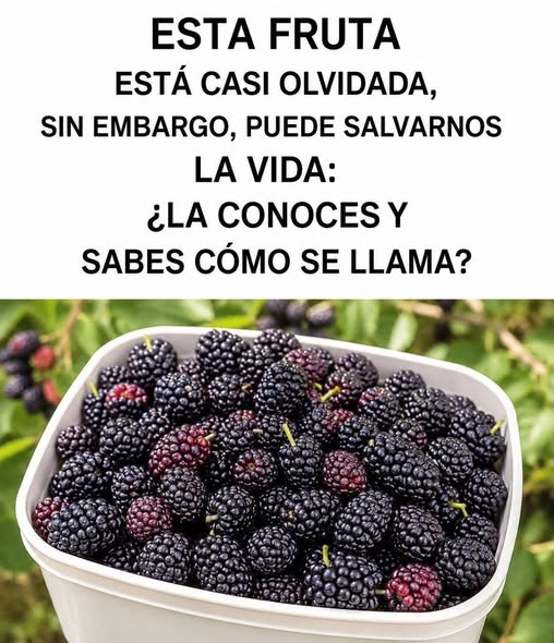 Moras frescas