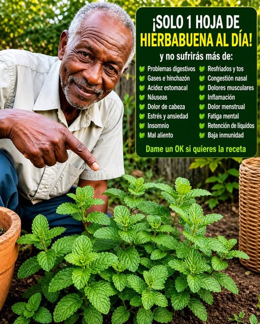 Planta de hierbabuena fresca