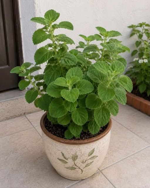 Planta de orégano orejón en maceta