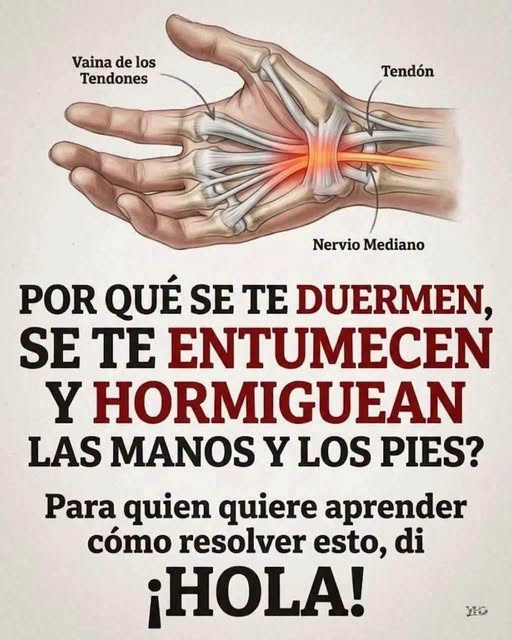 Ilustración médica de la mano