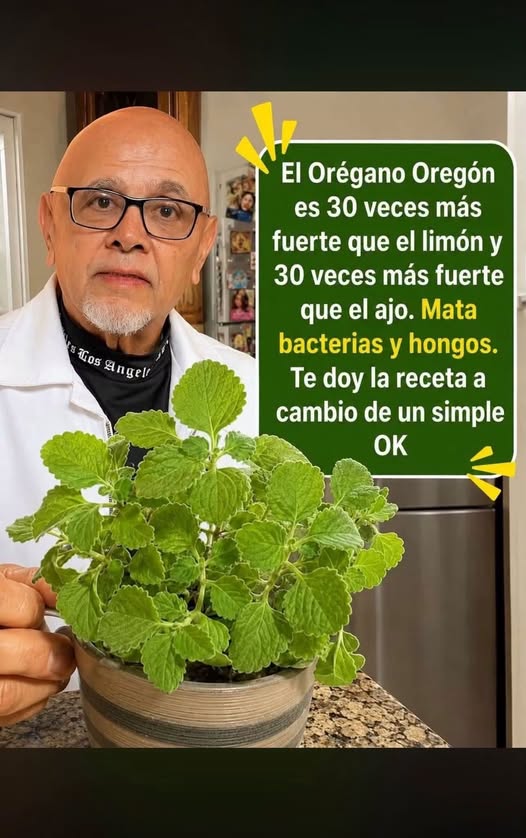 Orégano Orejon