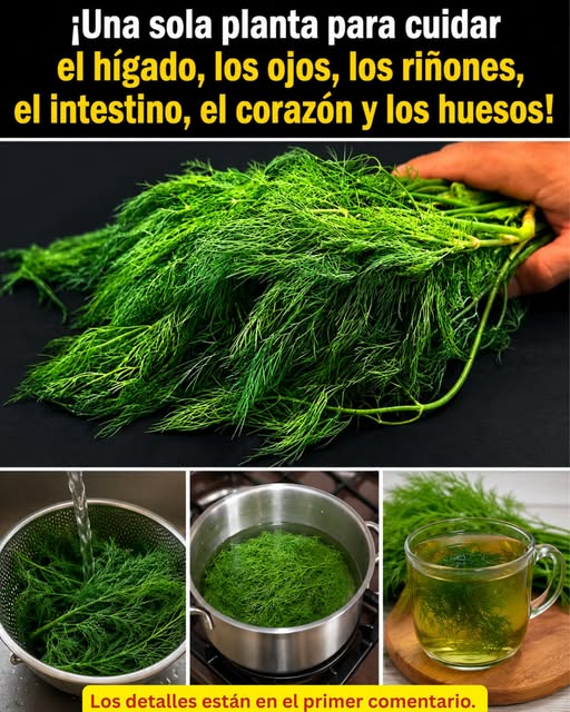 Eneldo fresco